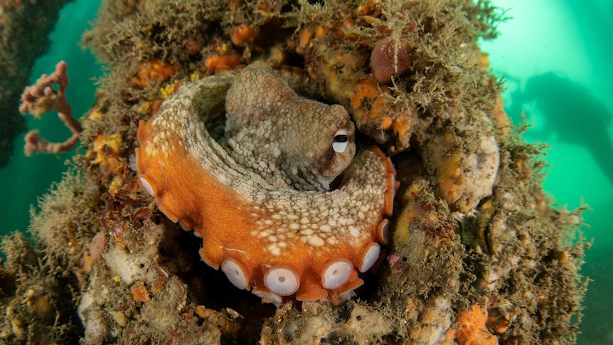 An octopus sits in a hole underwater as a diver swims past.