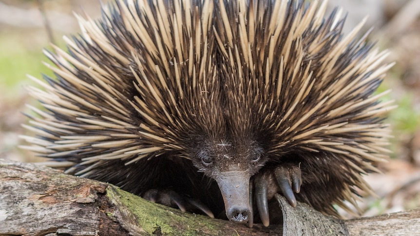 An echidna looking towards the camera.