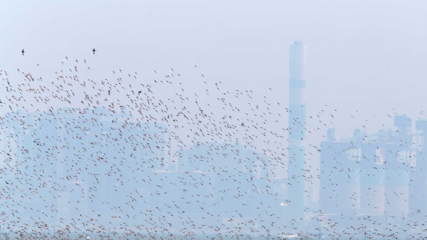 A flock of Grey Plovers fly over a field with a city in the background
