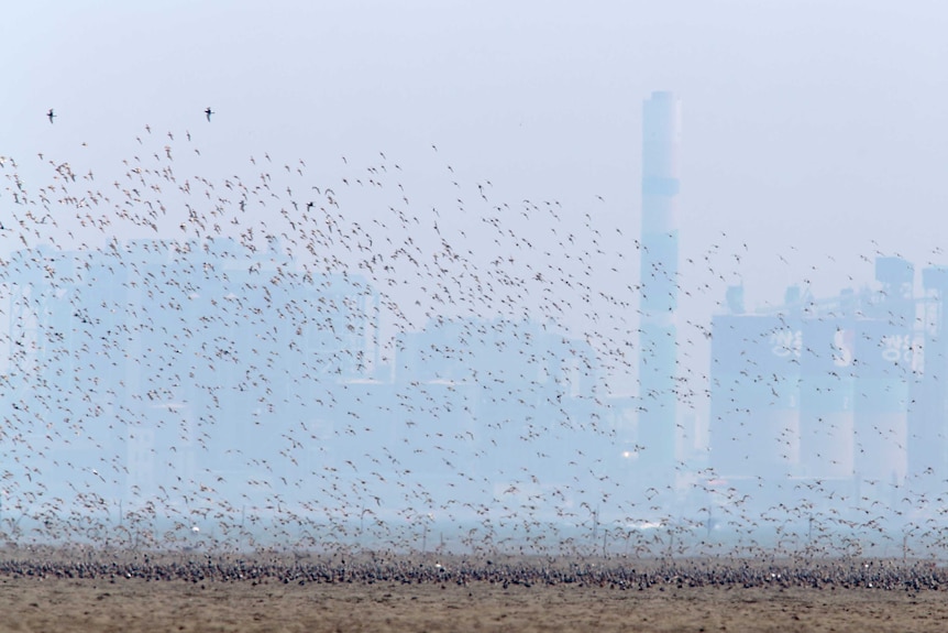 A flock of Grey Plovers fly over a field with a city in the background