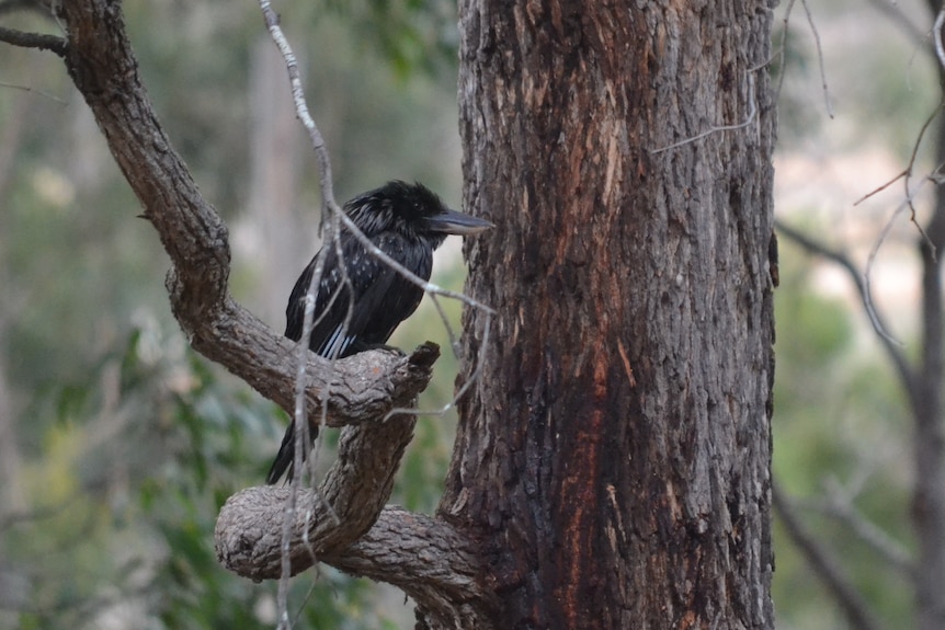 Black kookaburra in a tree in Western Australia