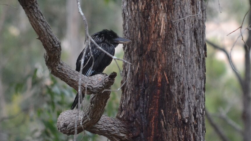 Black Kookaburra in a tree in Western Australia