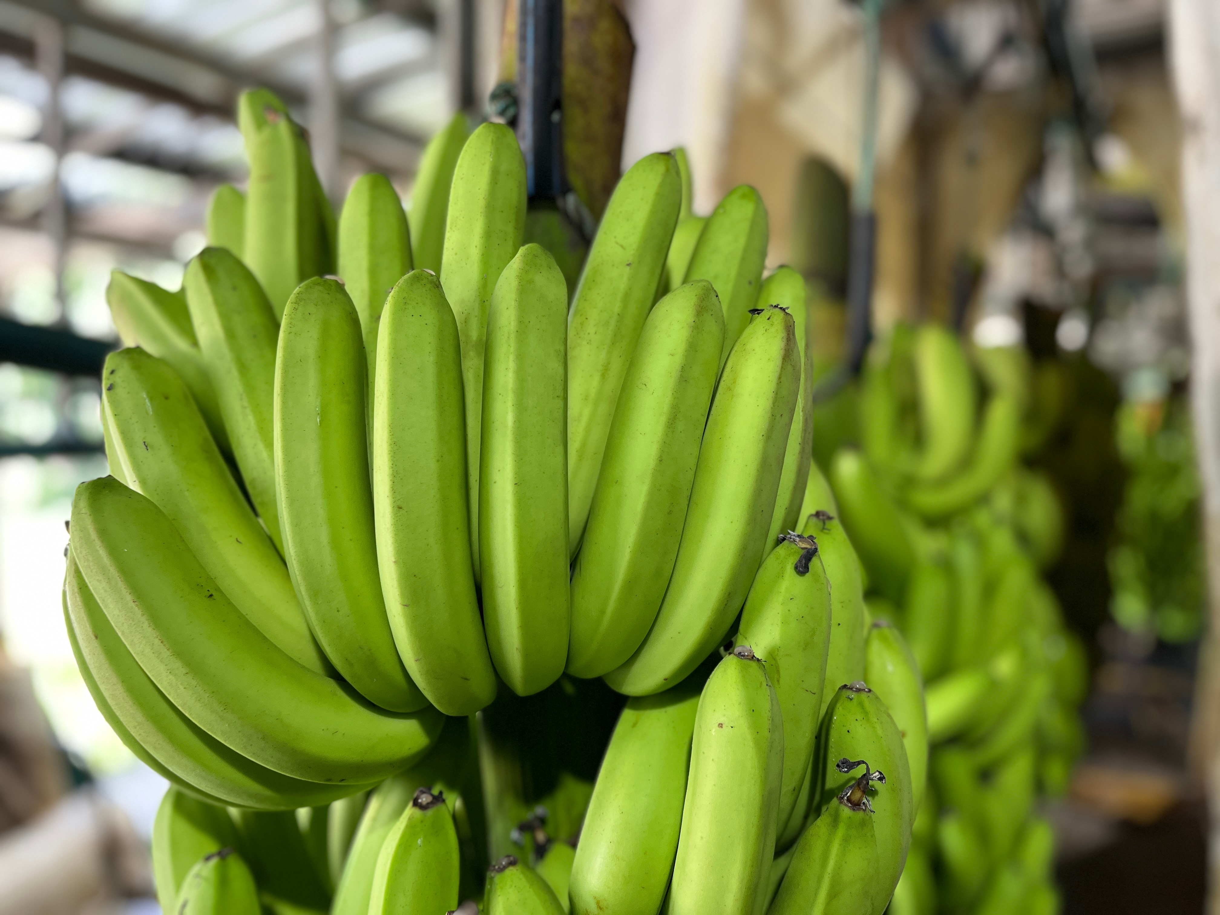A green hand of bananas bunched on a stem