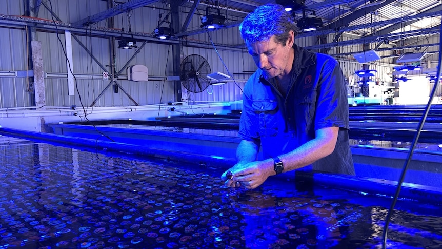 A man in a dark shirt holds a small piece of coral and leans over a water tank lit with blue light.