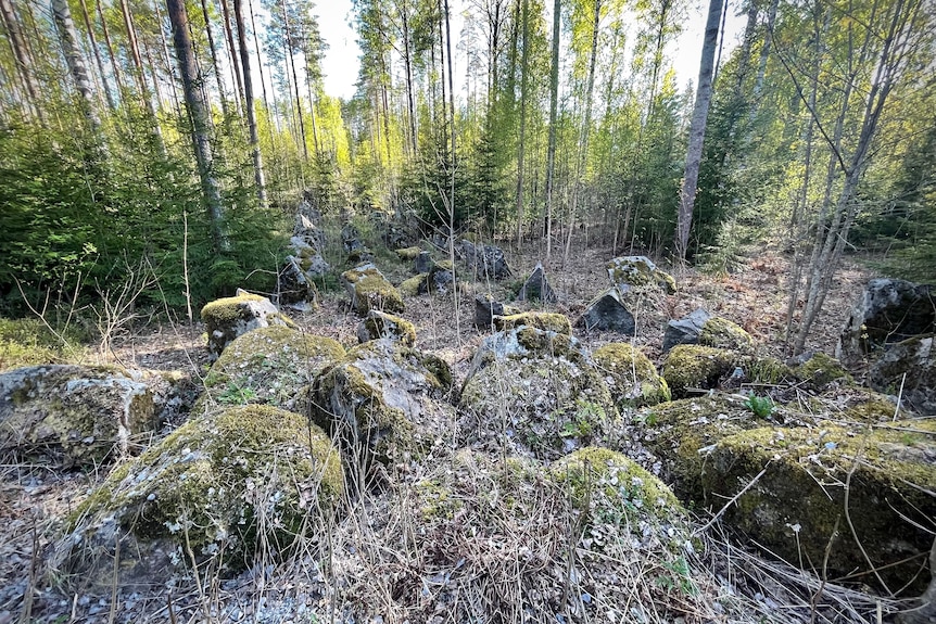 Large boulders are covered in moss in a forest.