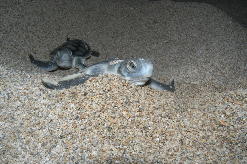 baby turtles on beach