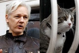 A composite image of WikiLeaks founder Julian Assange and his cat.