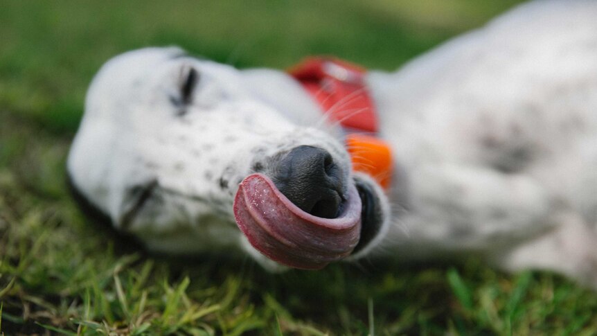 Jacqui licks her lips while laying in the grass