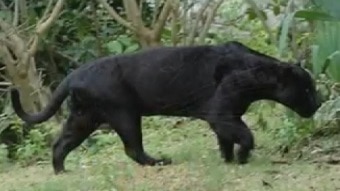 Puma sightings reported in Australia big cat documentary by Australia Zoo ex-keeper - ABC News