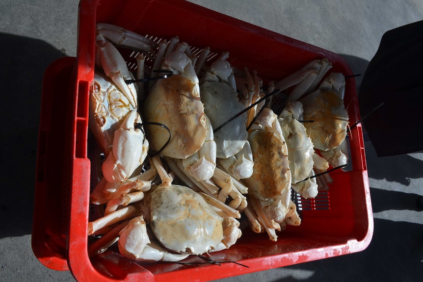 Seven Crystal crabs in a box.