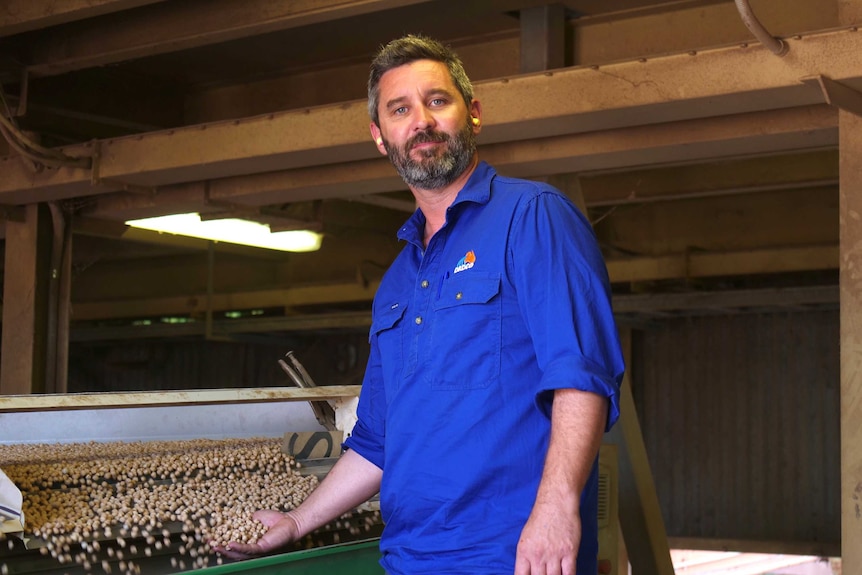 A man with a blue shirt holding a handful of chickpeas above machinery