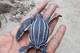 A freshly hatched leatherback turtle laying on a hand.
