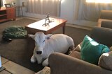 White cow sits in living room