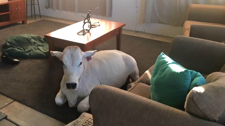 White cow sits in living room