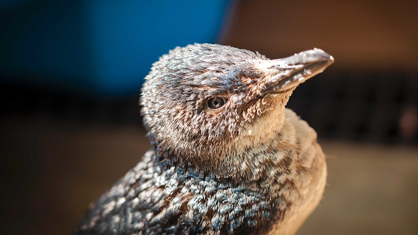 A photo of a penguin that was rescued after it fractured its pelvis