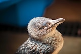 A photo of a penguin that was rescued after it fractured its pelvis