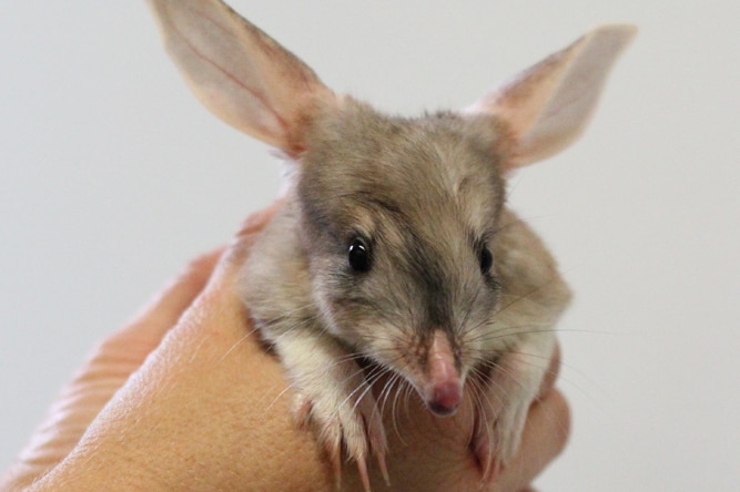 A bilby joey held in a keeper's hands at Currumbin Sanctuary