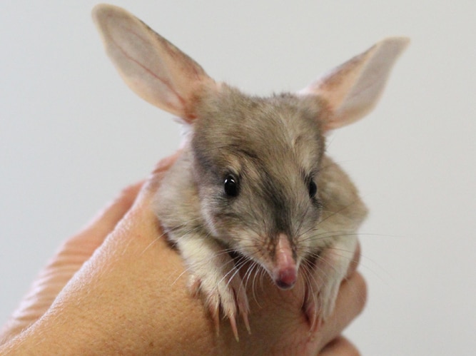 A bilby joey held in a keeper's hands at Currumbin Sanctuary