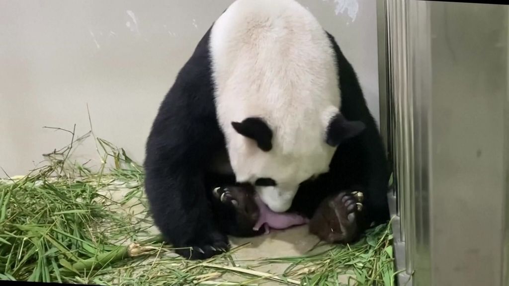 Giant Panda Gives Birth In Rare Event For Endangered Species Abc News
