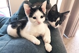 Two tiny kittens snuggle together on a lounge chair.