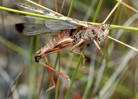 Plague locusts a 'ticking time bomb' for Victorian farmers