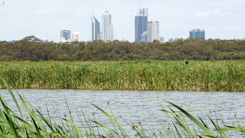 Water, reeds and trees at Herdsman Lake with the Perth skyline in the background.
