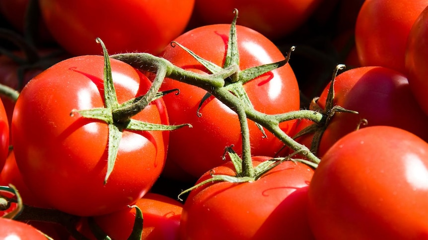 Tomatoes on display