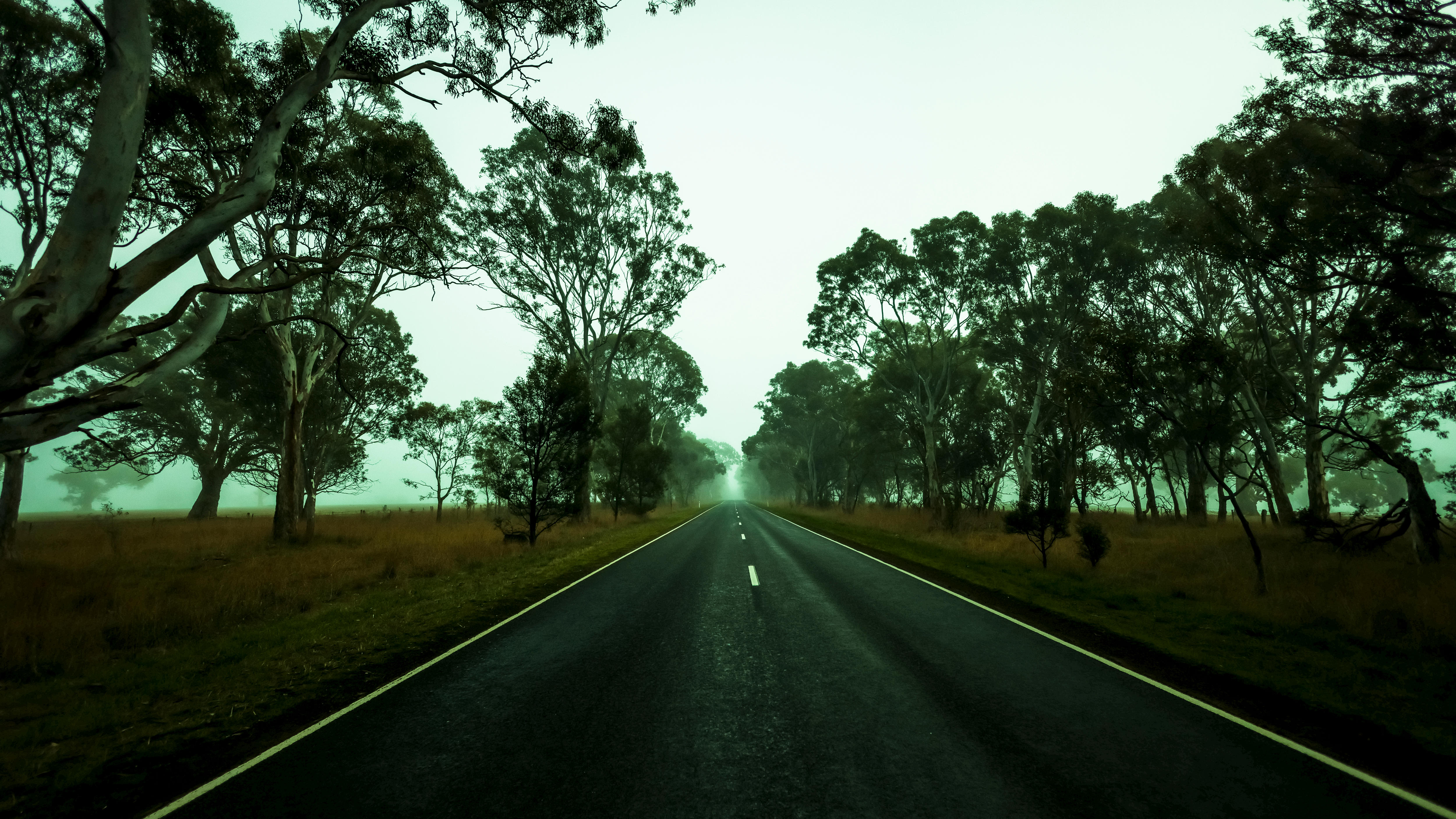 A road in fog with trees along it.