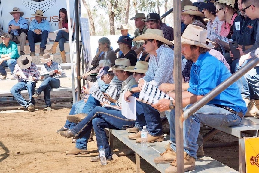 Crowd sits on stand watching bull sale