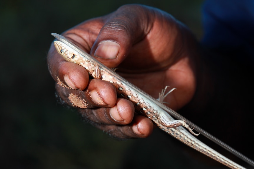 A lizard is held against a ruler