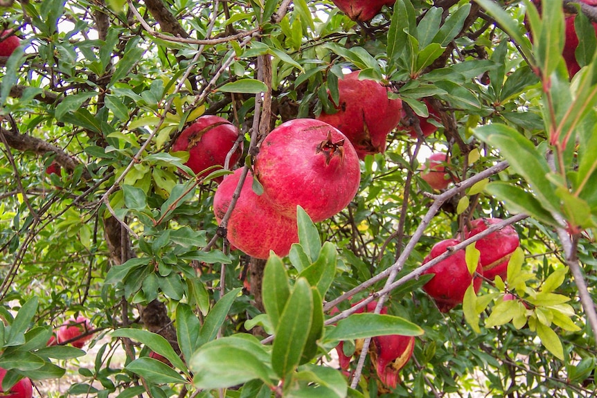 A pomegranate tree on a farm in Gawler.