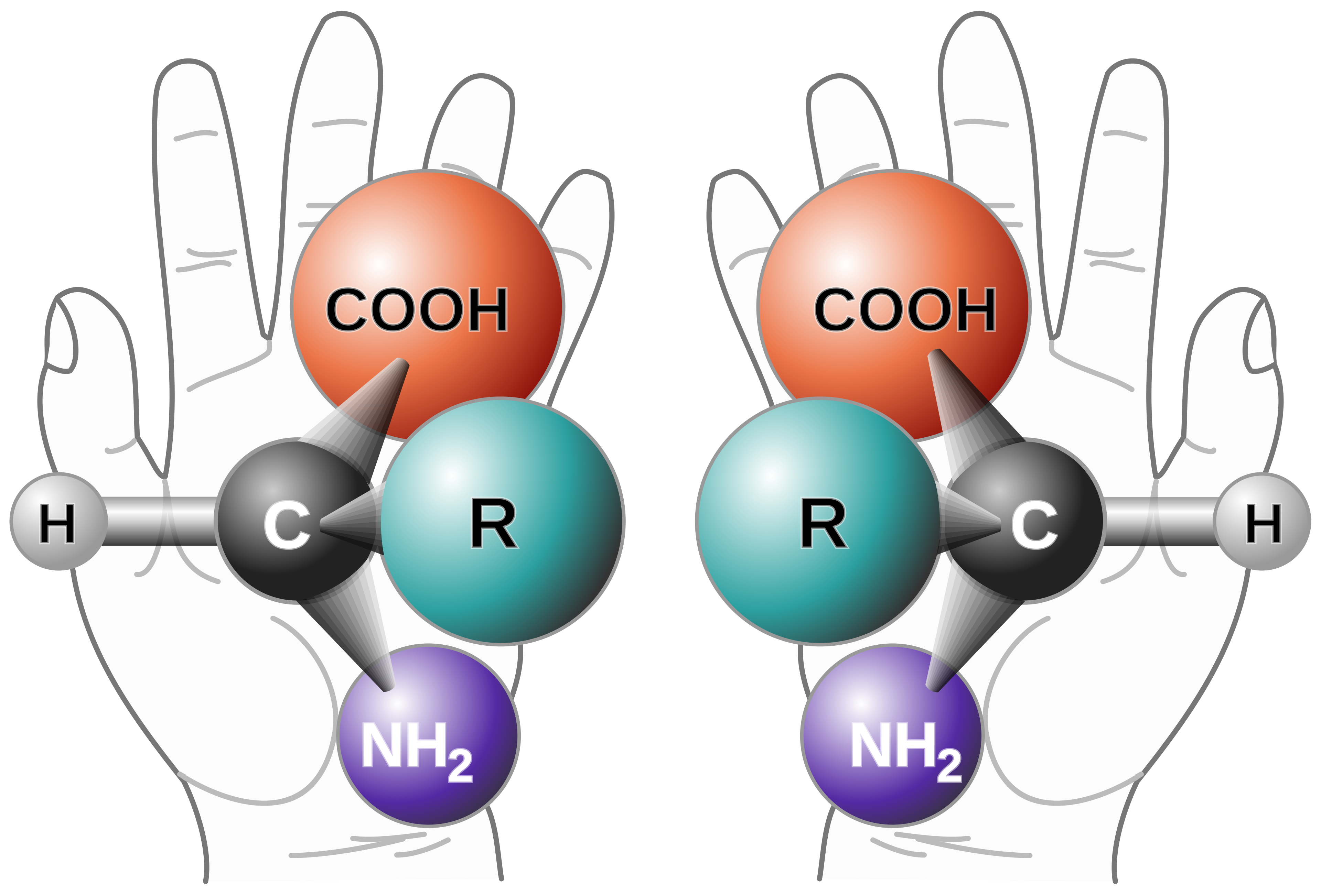 Two computer models of molecules, made of identical parts, with one the mirror image of the other, over a pair of hands.