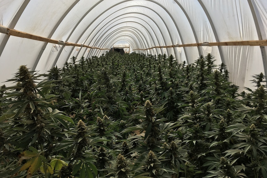 The inside of a crude green house filled with thousands of cannabis plants.