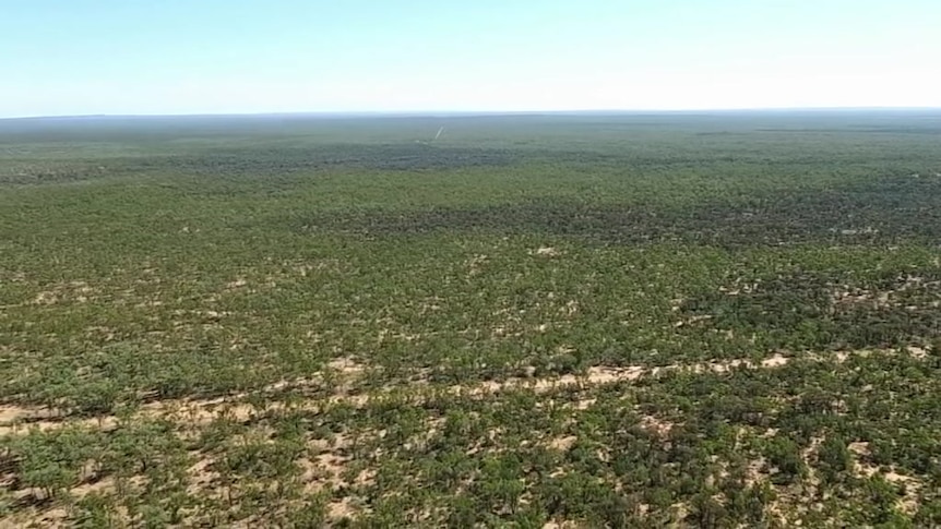 Drone vision overlooking green field where Adani is planning its proposed Carmichael coal mine