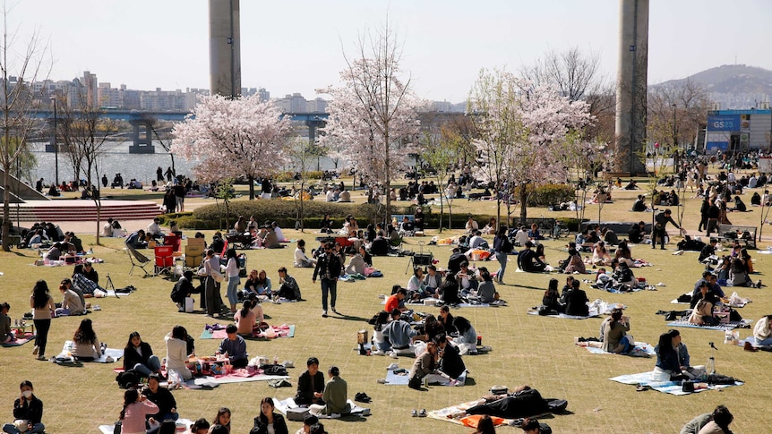 Tens of people sitting on picnic blankets eating and talking with pink trees and a city in the backgorund.