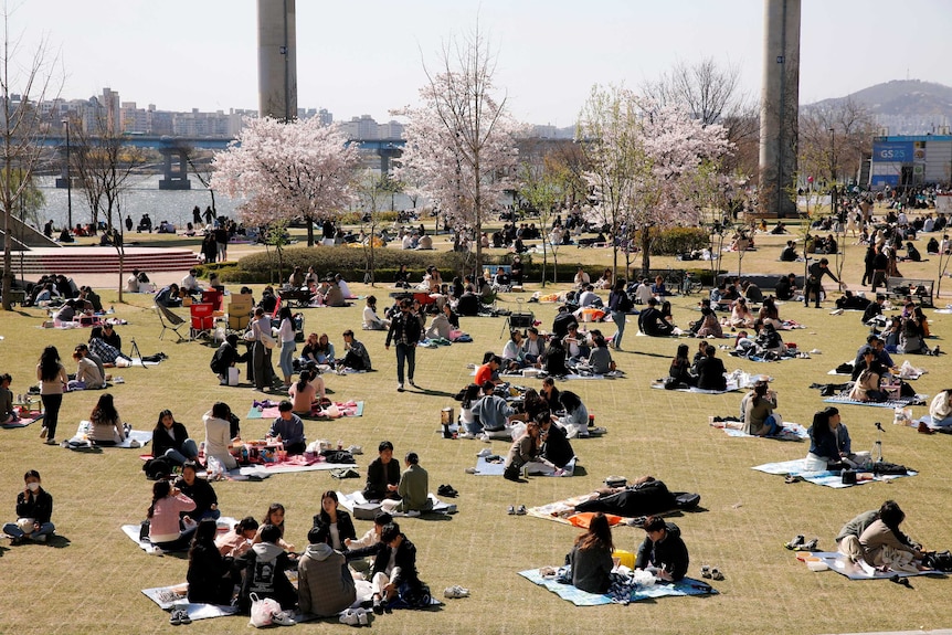 Tens of people sitting on picnic blankets eating and talking with pink trees and a city in the background.