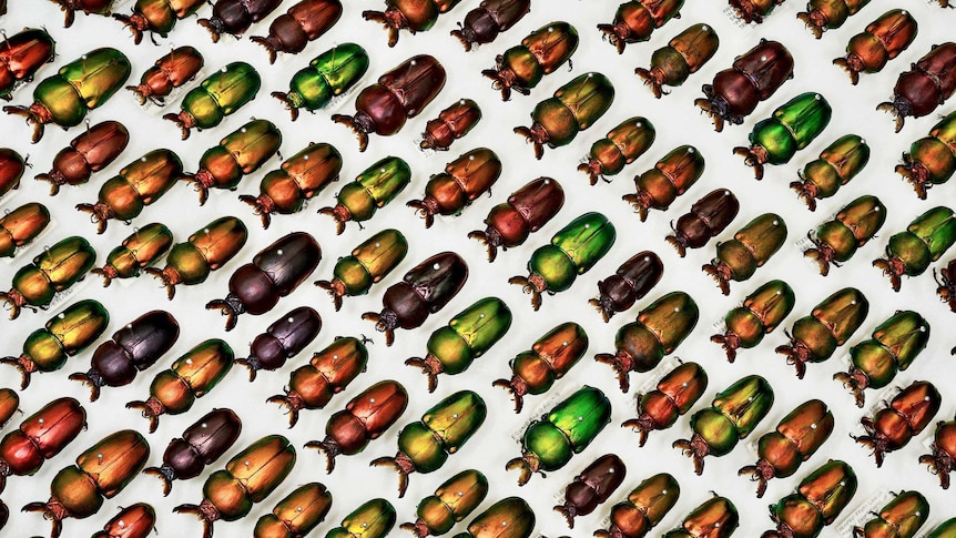 Hundreds of shiny metallic beetles pinned in lines on a white background