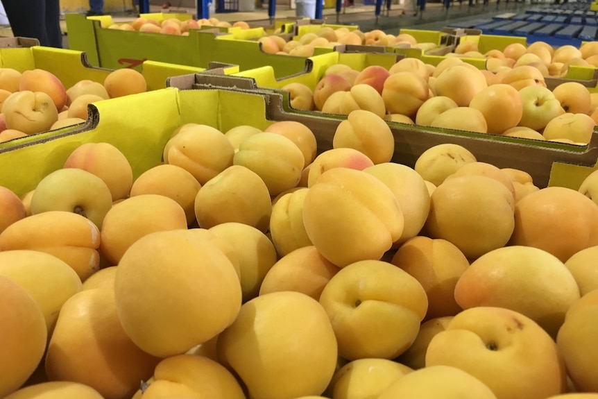 Apricots in boxes ready for export.