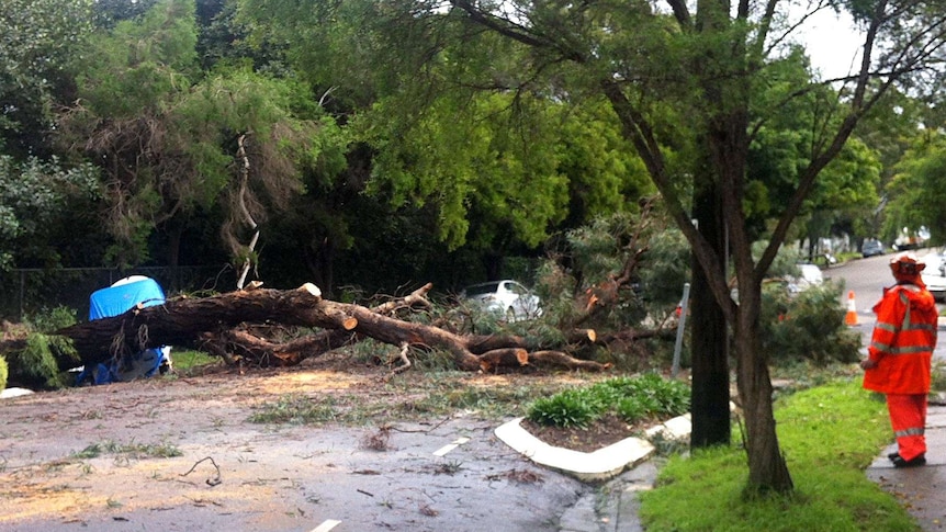 A tree lies across a road in Stanmore.