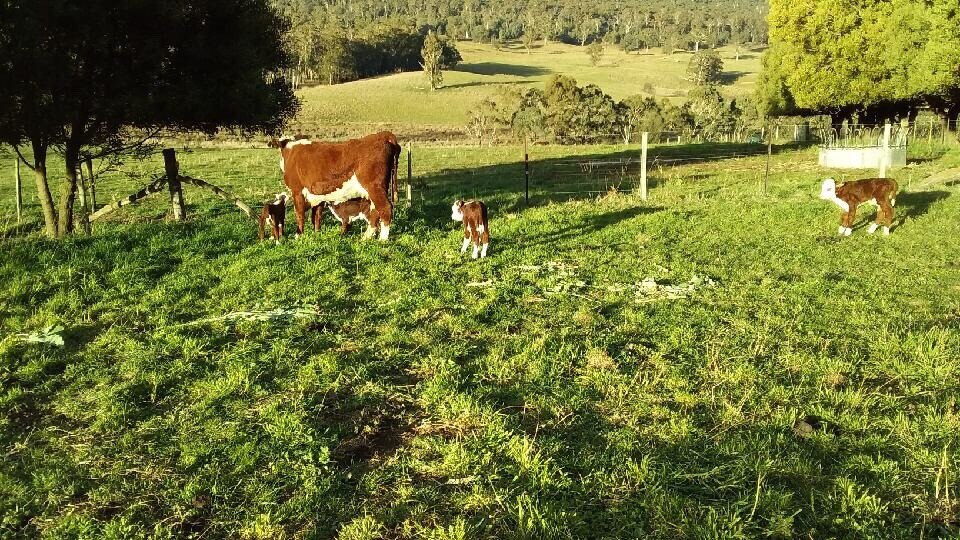 Cow stands in paddock with four calves running around her.