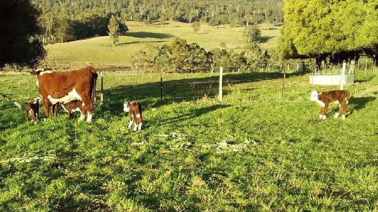 Cow stands in paddock with four calves running around her.