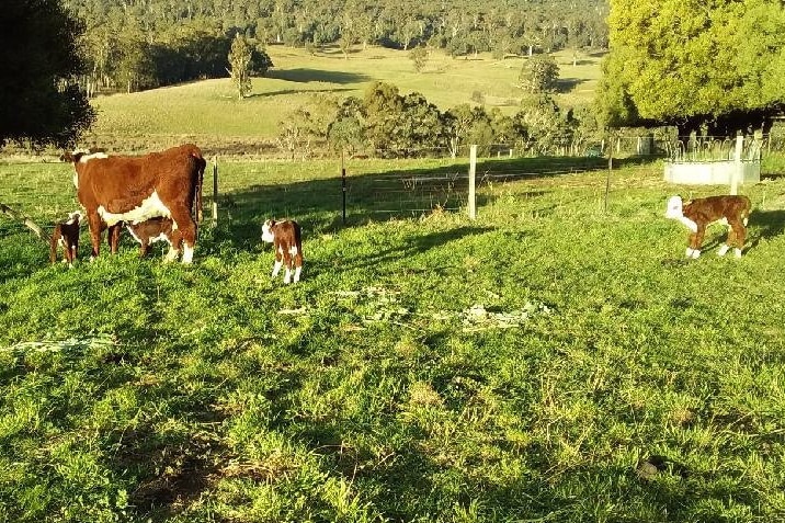 Cow stands in paddock with four calves running around her.