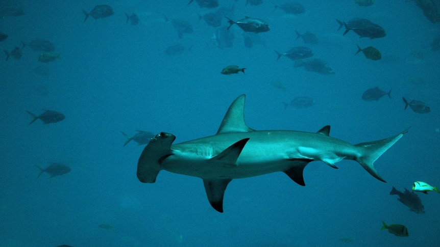 A hammerhead shark swims with fish.