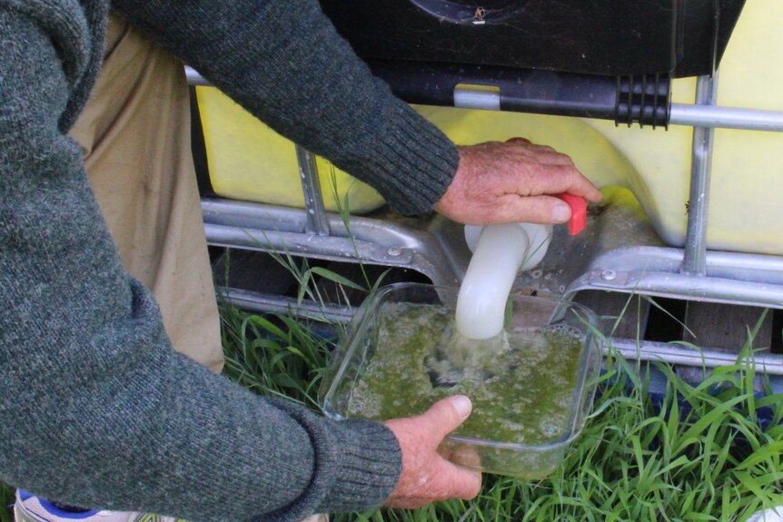 Algae being poured from the tank