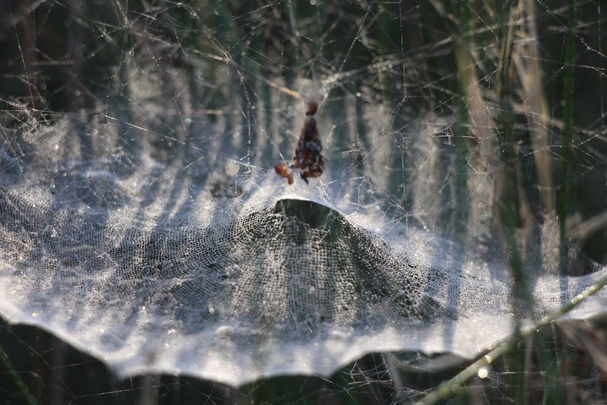 Tent spider web.