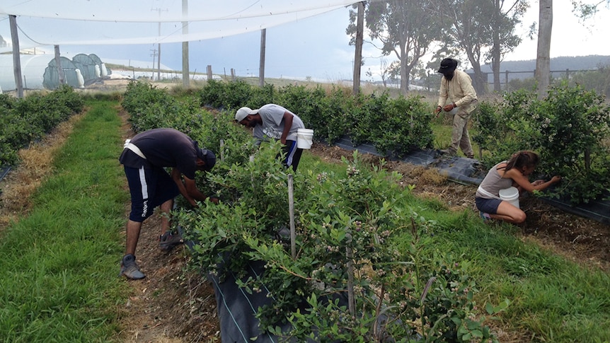 Four workers pick blueberries from shrubs planted in rows under nets.