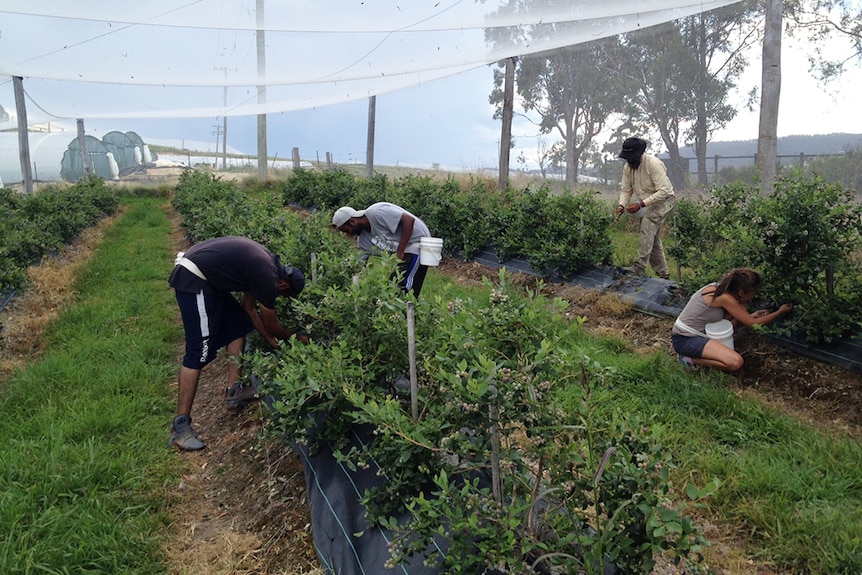 Four workers pick blueberries from shrubs planted in rows under nets.