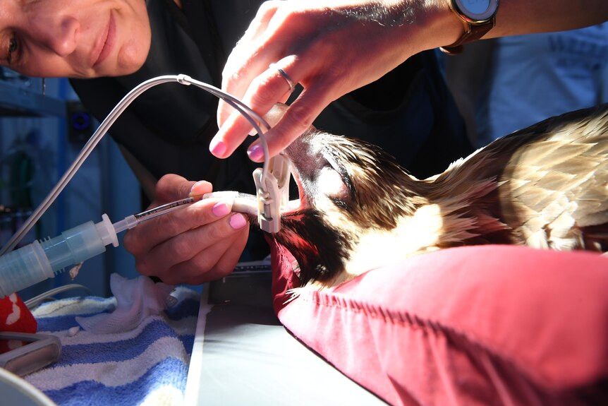 Close up of a vet examining the beak of an eagle.