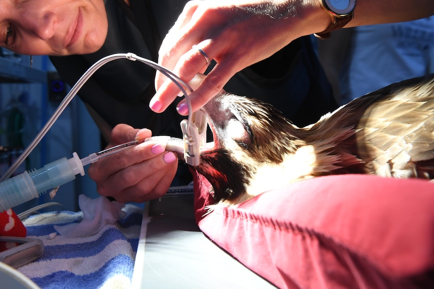 Close up of a vet examining the beak of an eagle.