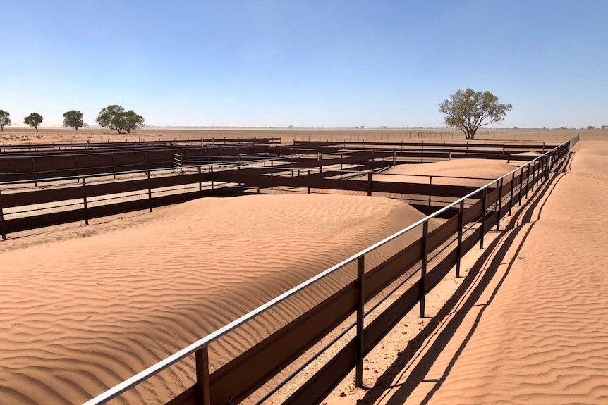 Sheep yards in a drought-parched paddock full of sand.